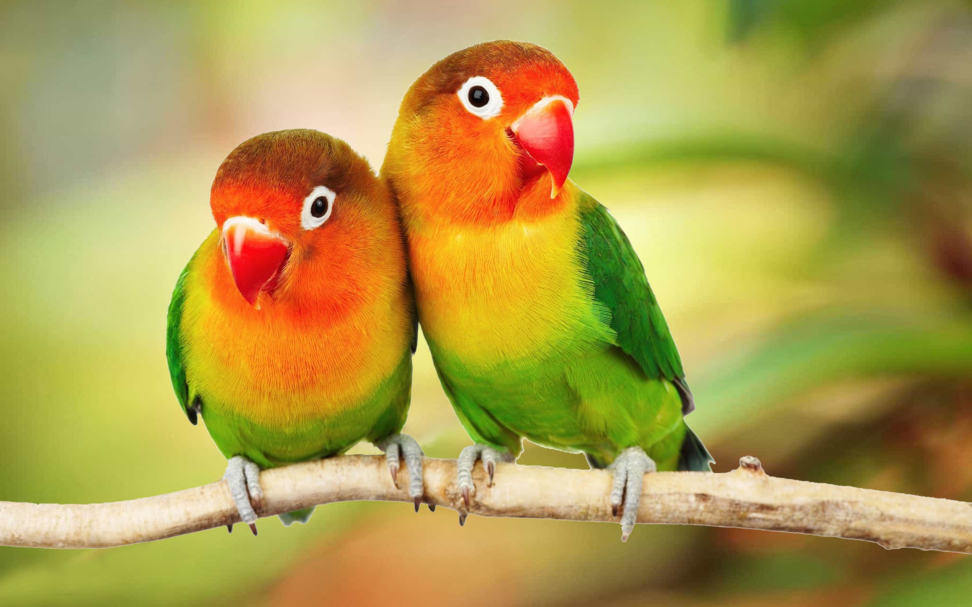 Love Birds 4k Wallpapers Wallpaper Cave