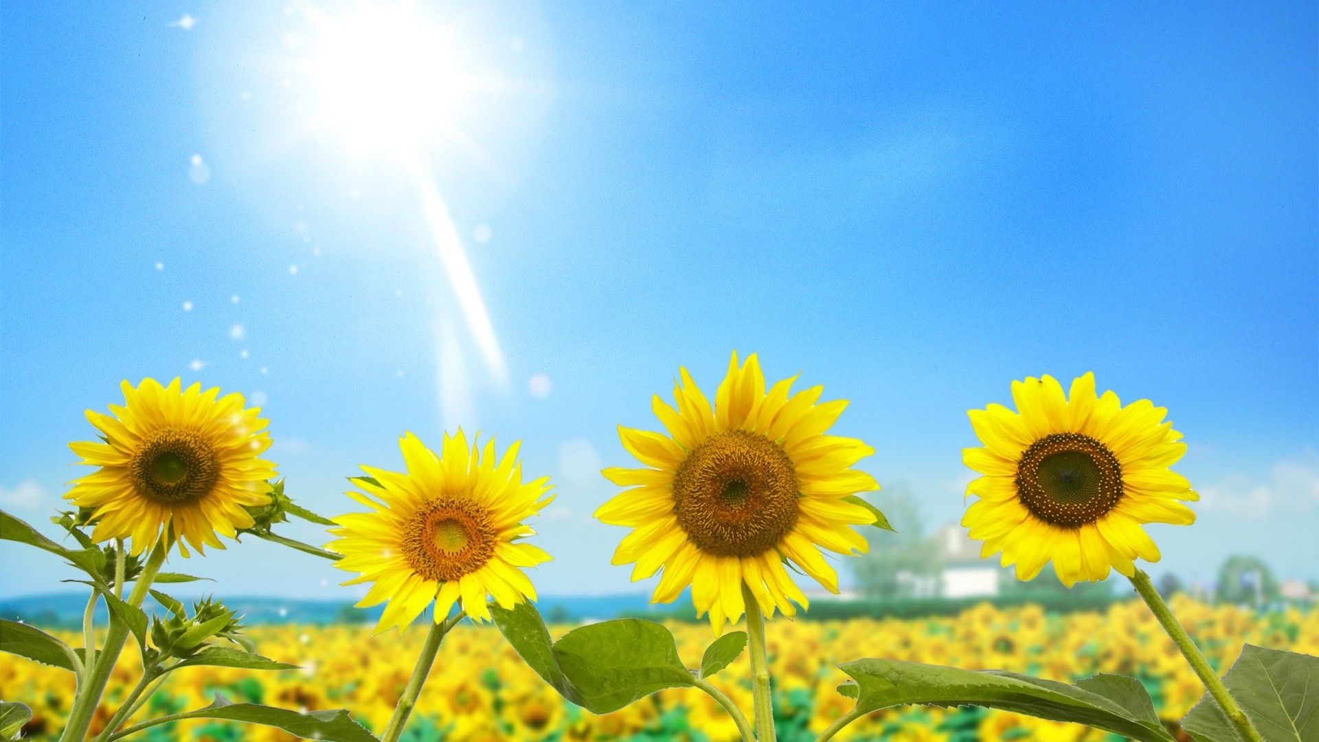 Sunflowers Summer Wallpapers Wallpaper Cave