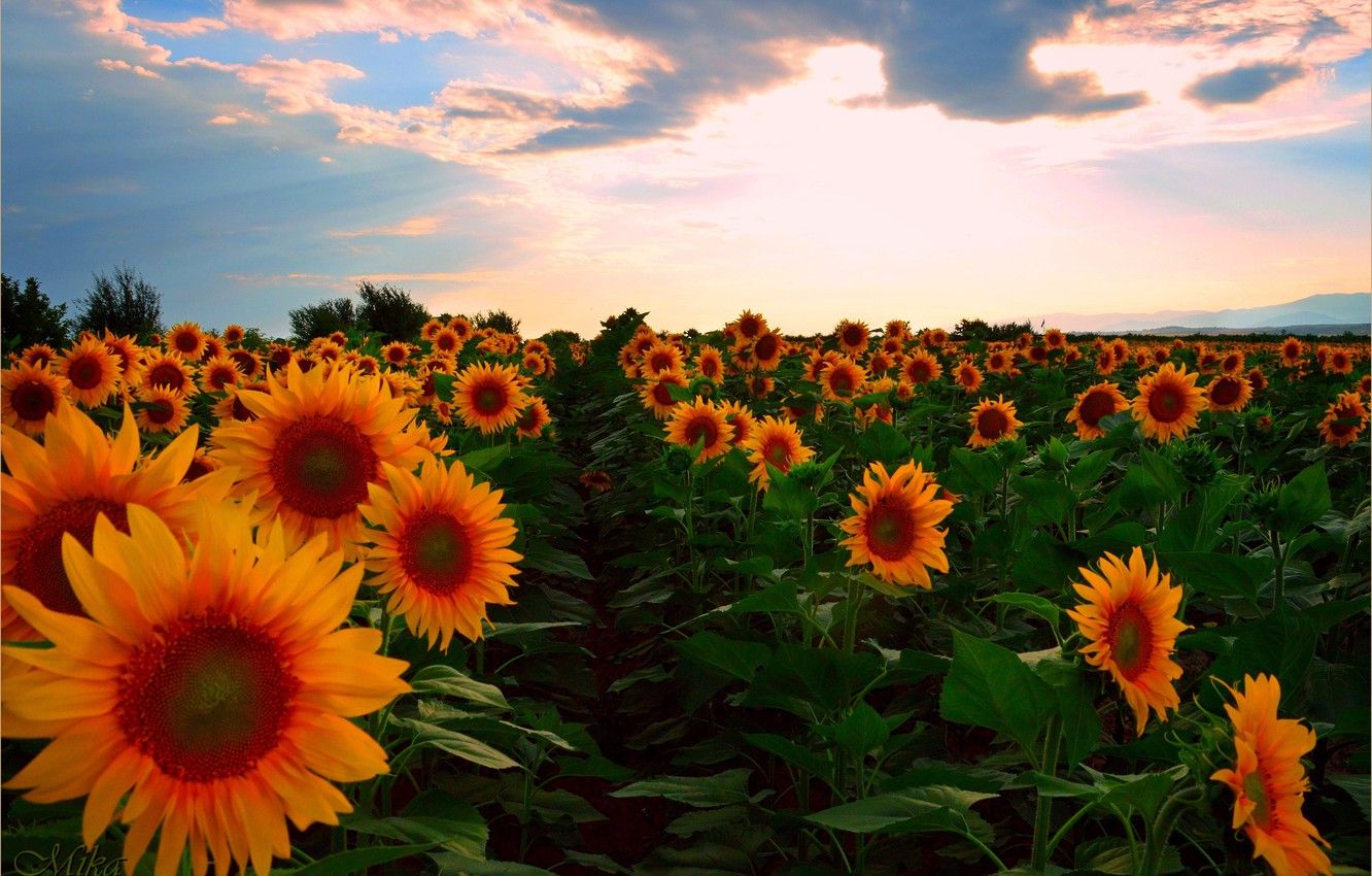 Sunflowers Summer Wallpapers Wallpaper Cave