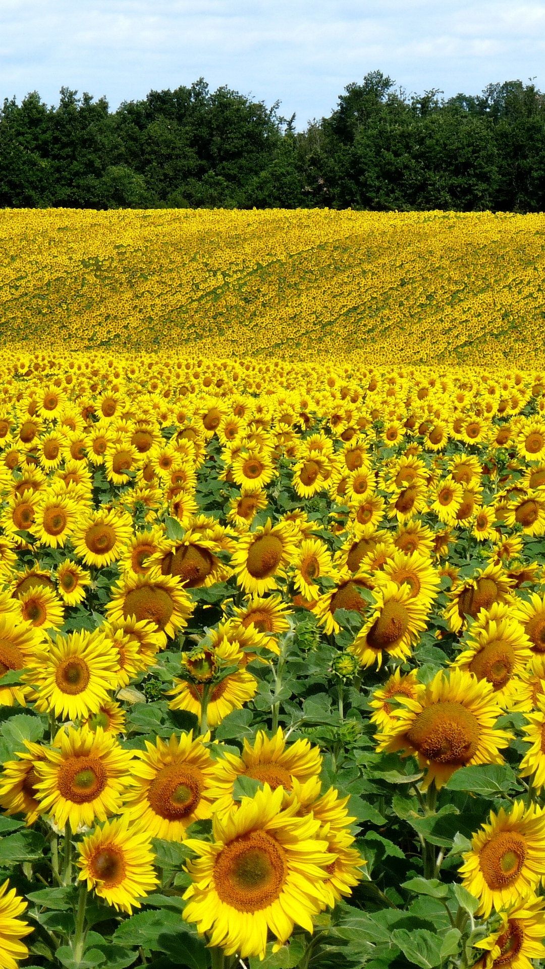 Sunflowers Summer Wallpapers Wallpaper Cave
