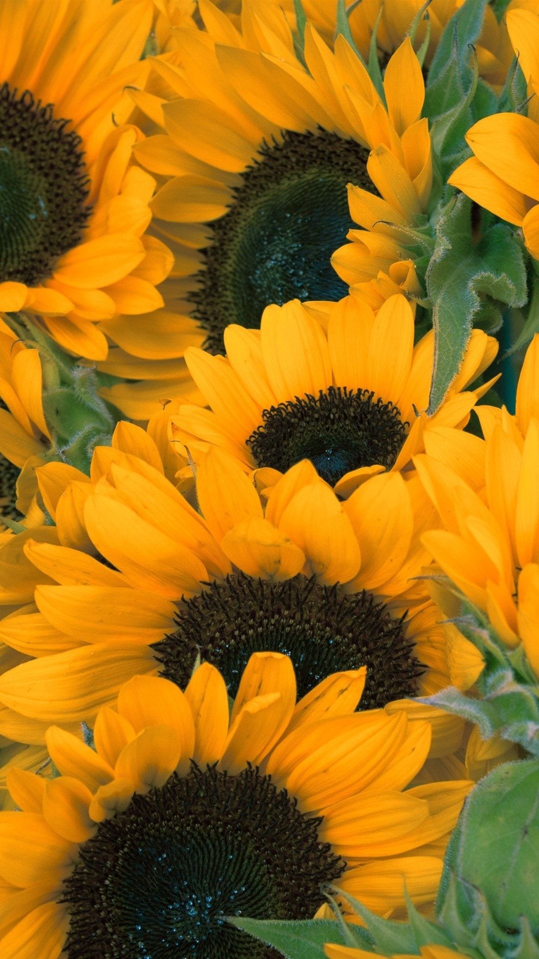 Sunflowers Summer Wallpapers Wallpaper Cave