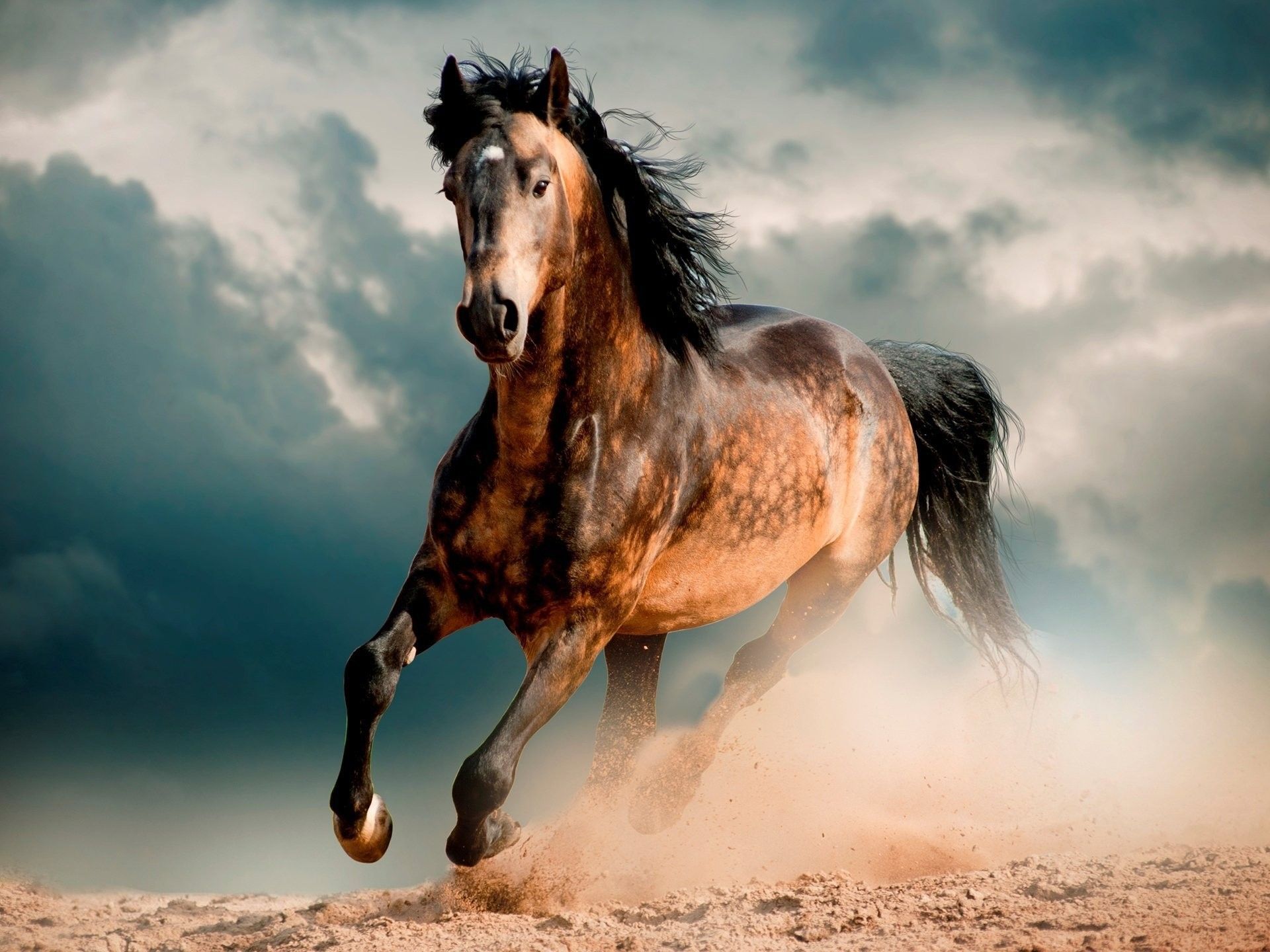 Wild Horse Wallpapers Wallpaper Cave