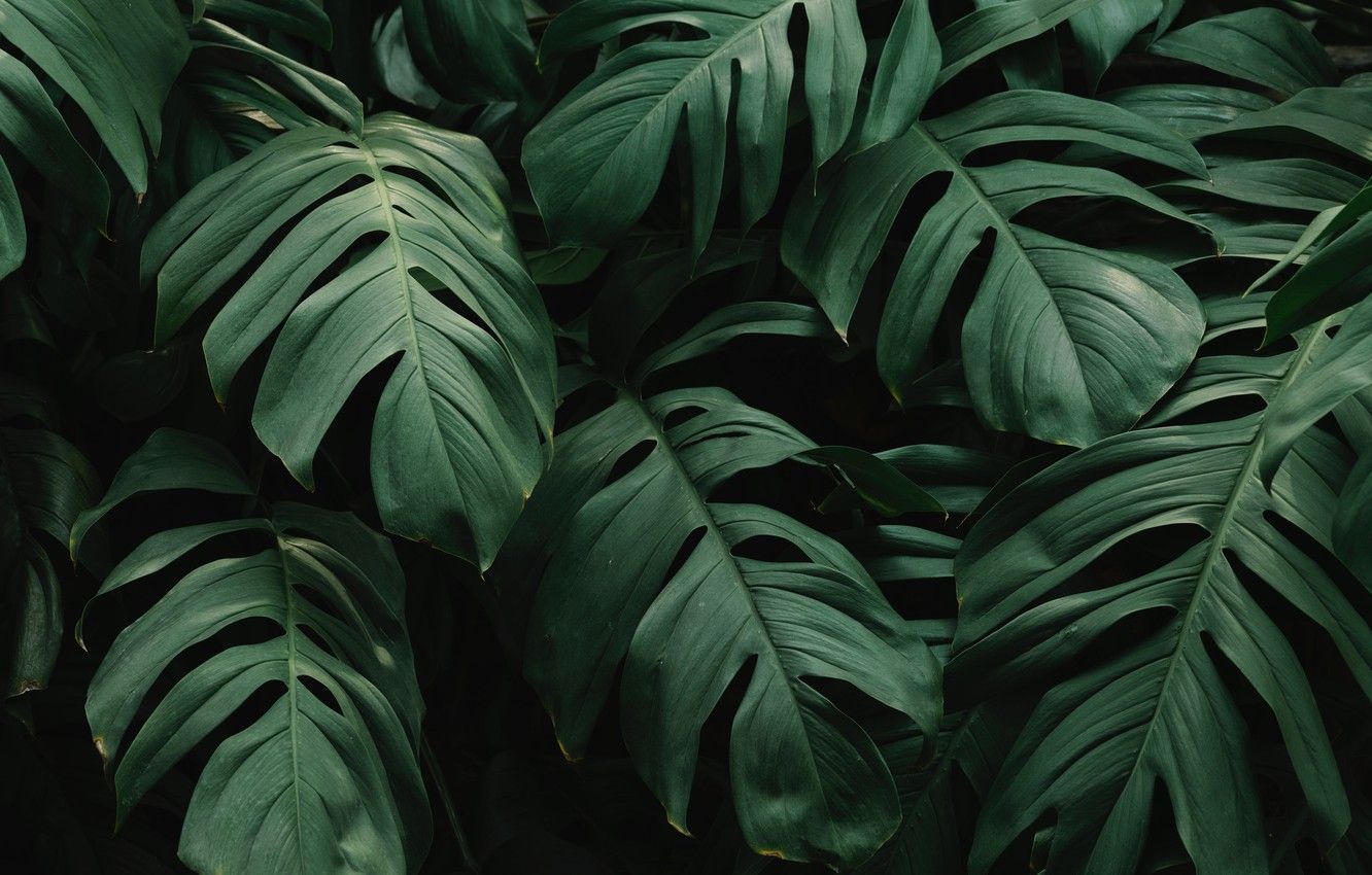 Monstera Leaves Wallpapers Wallpaper Cave