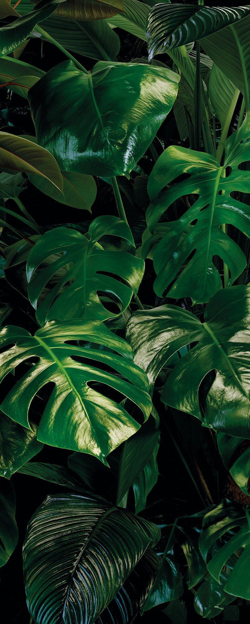 Monstera Leaves Wallpapers Wallpaper Cave