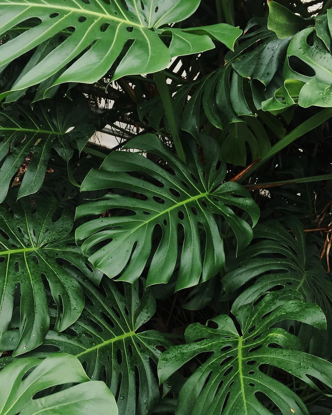 Monstera Leaves Wallpapers Wallpaper Cave