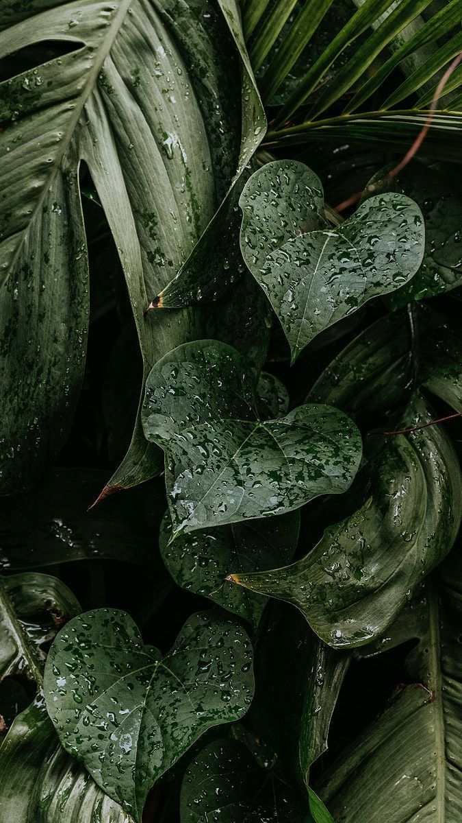 Monstera Leaves Wallpapers Wallpaper Cave