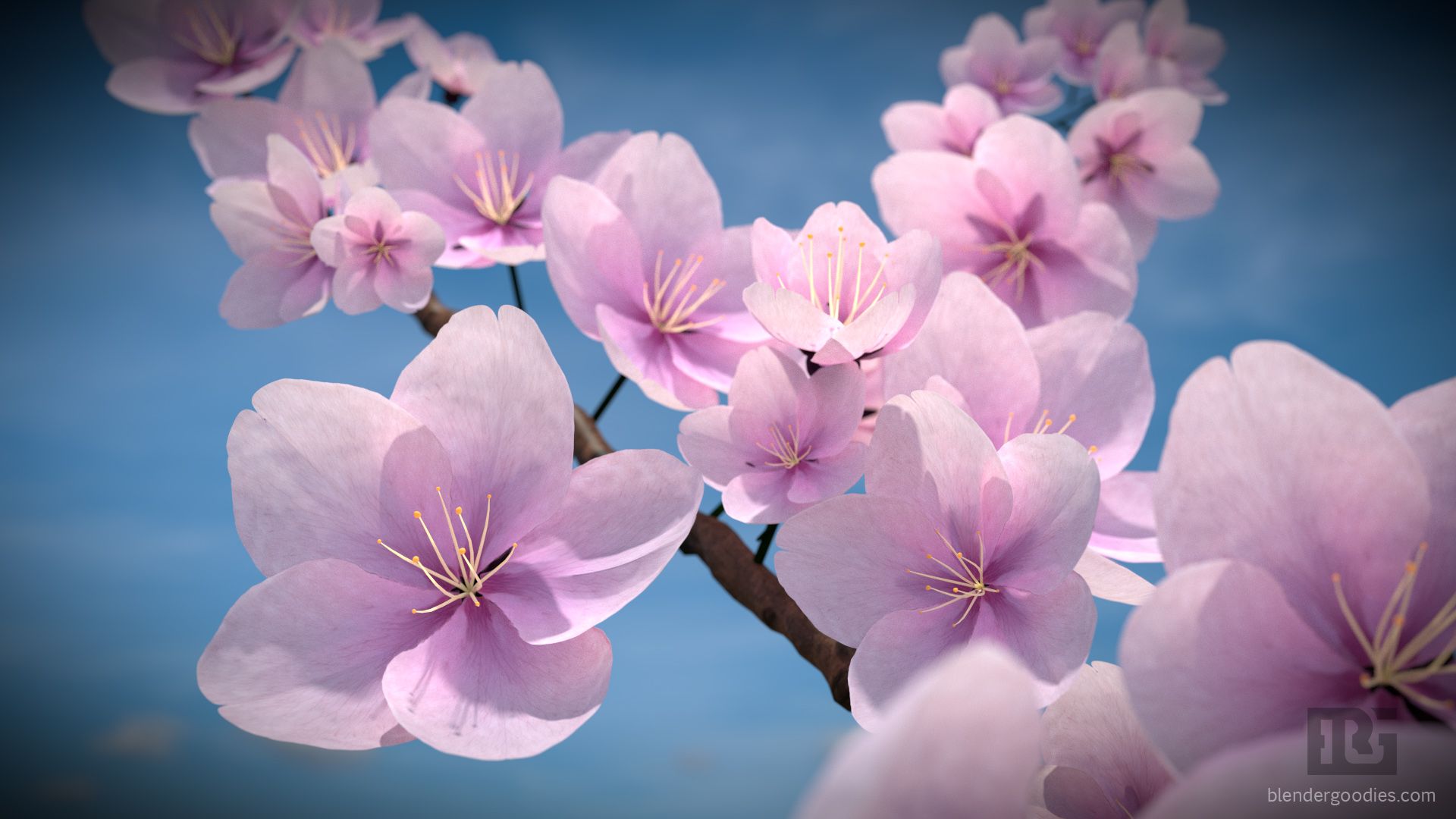 Blooming Flowers Wallpapers Wallpaper Cave