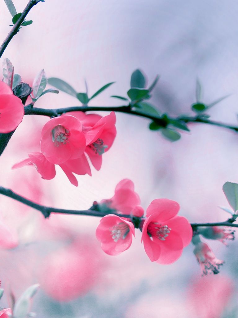 Blooming Flowers Wallpapers Wallpaper Cave