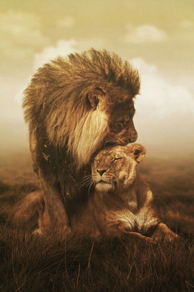 Lion Love Wallpapers Wallpaper Cave