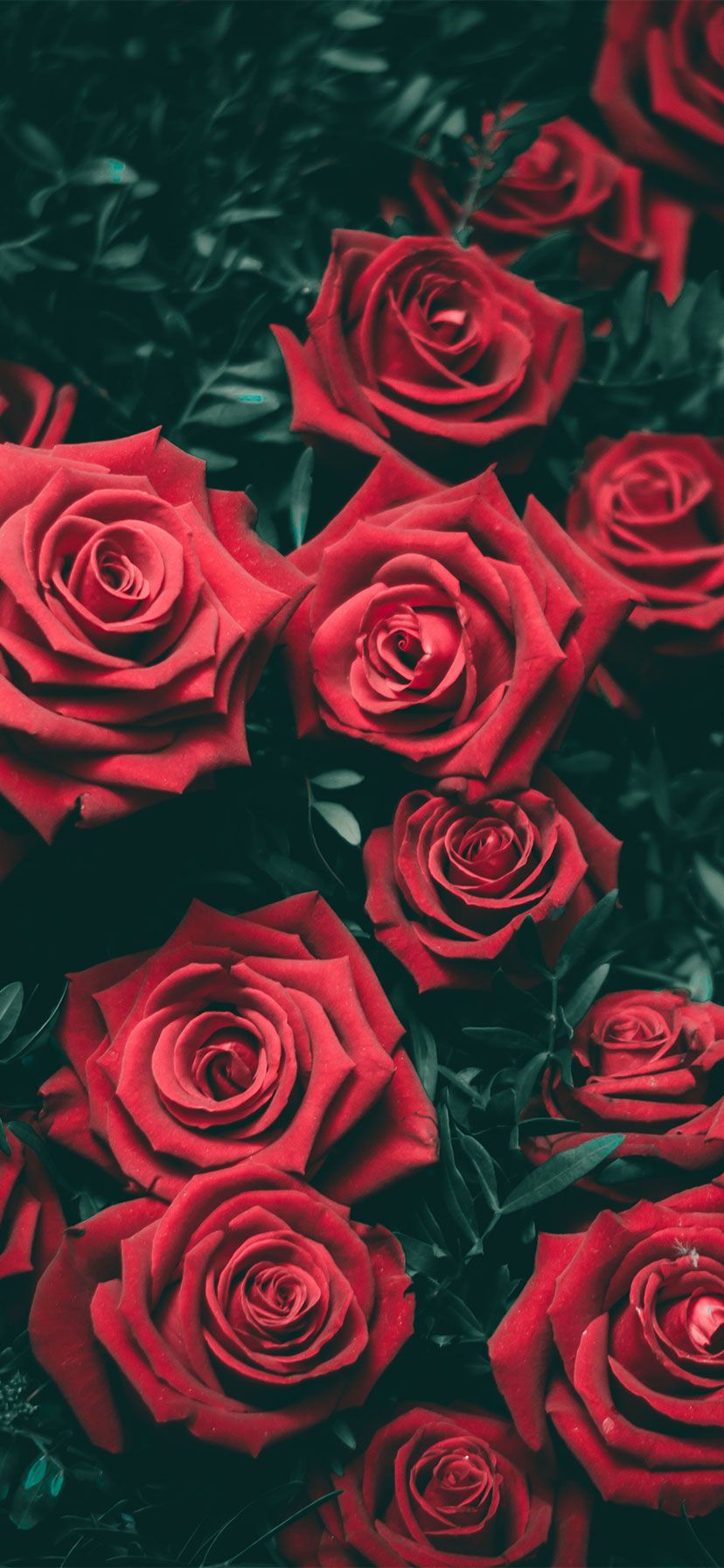 Cute Red Wallpapers Wallpaper Cave