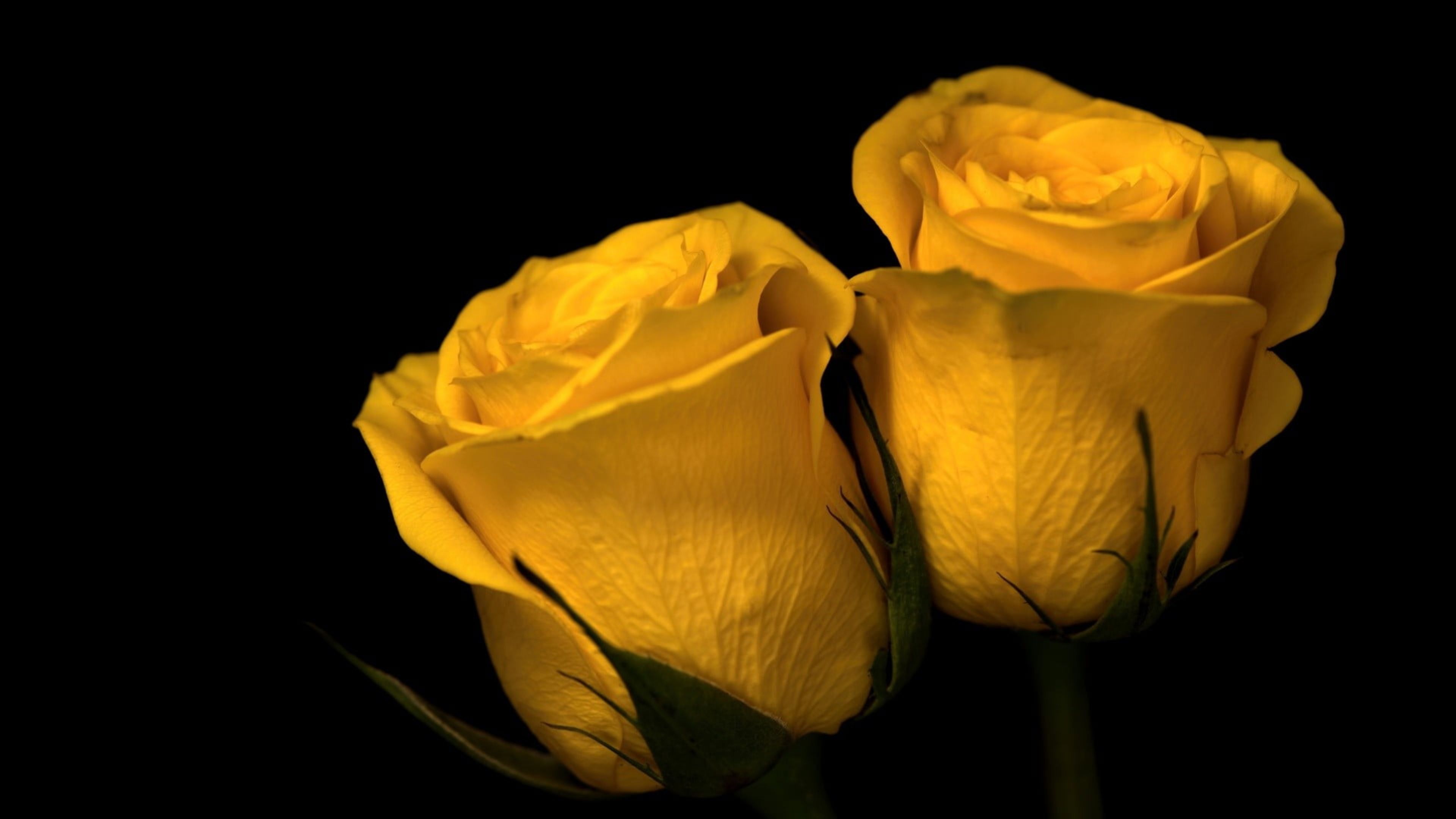 Yellow Rose 4k Wallpapers Wallpaper Cave