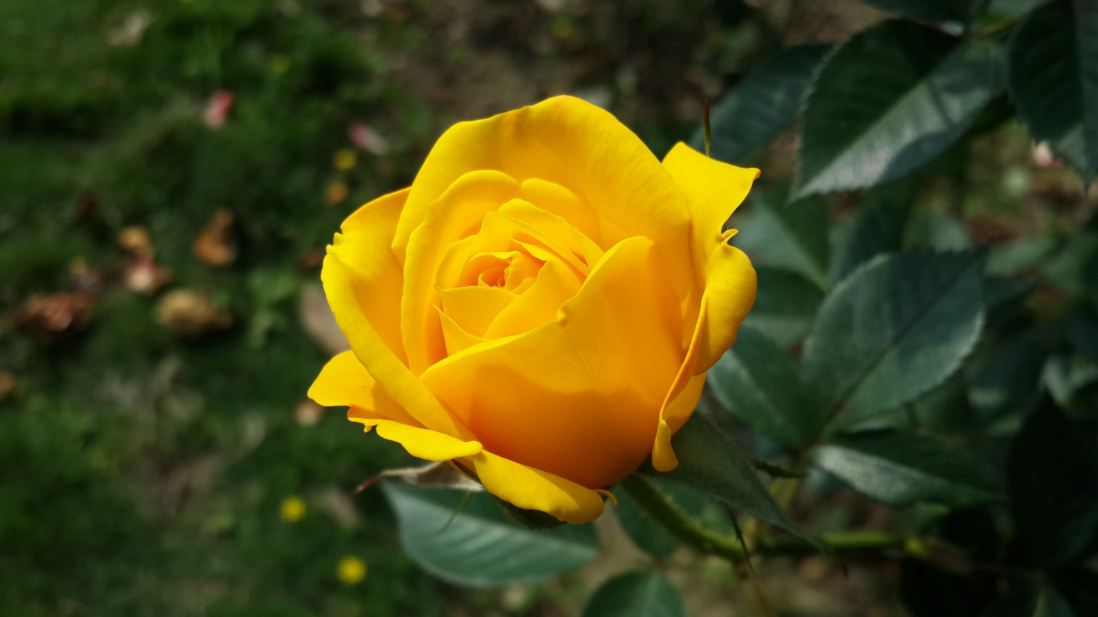 Yellow Rose 4k Wallpapers Wallpaper Cave