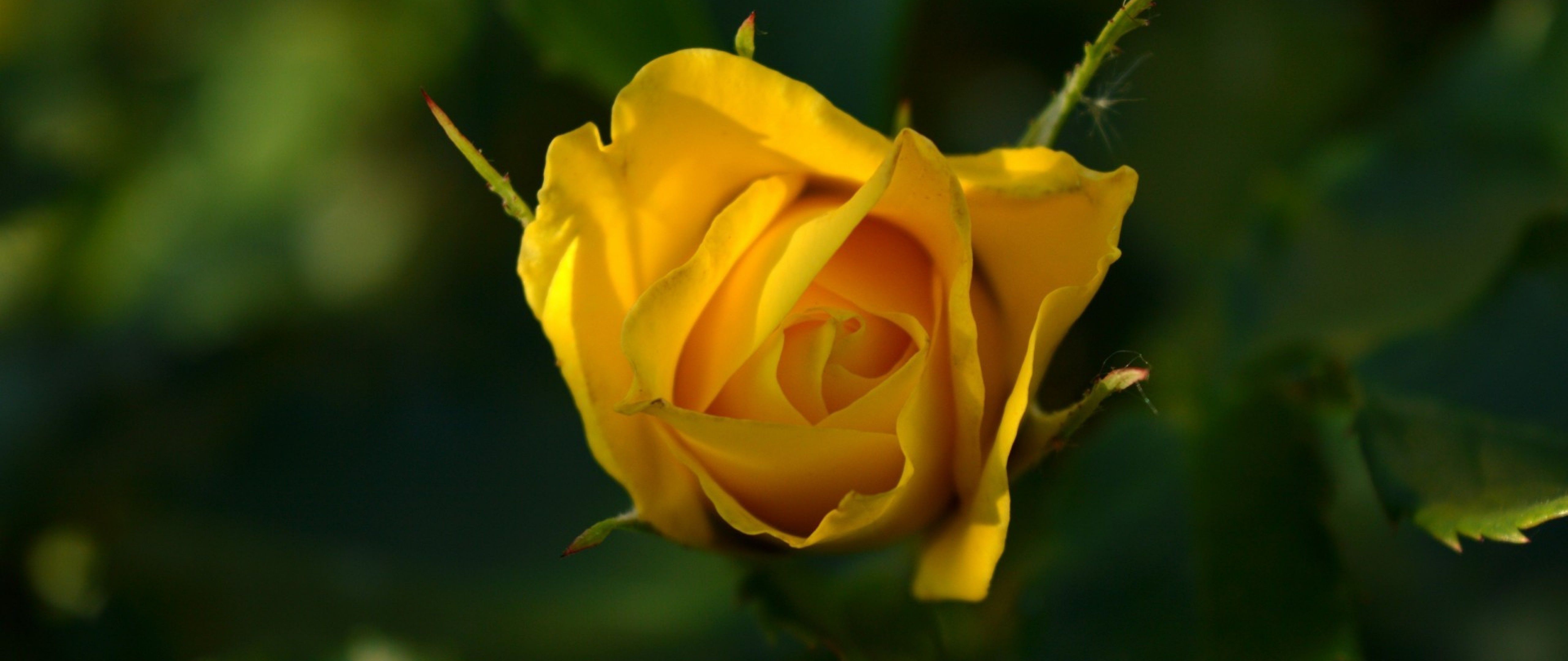 Yellow Rose 4k Wallpapers Wallpaper Cave