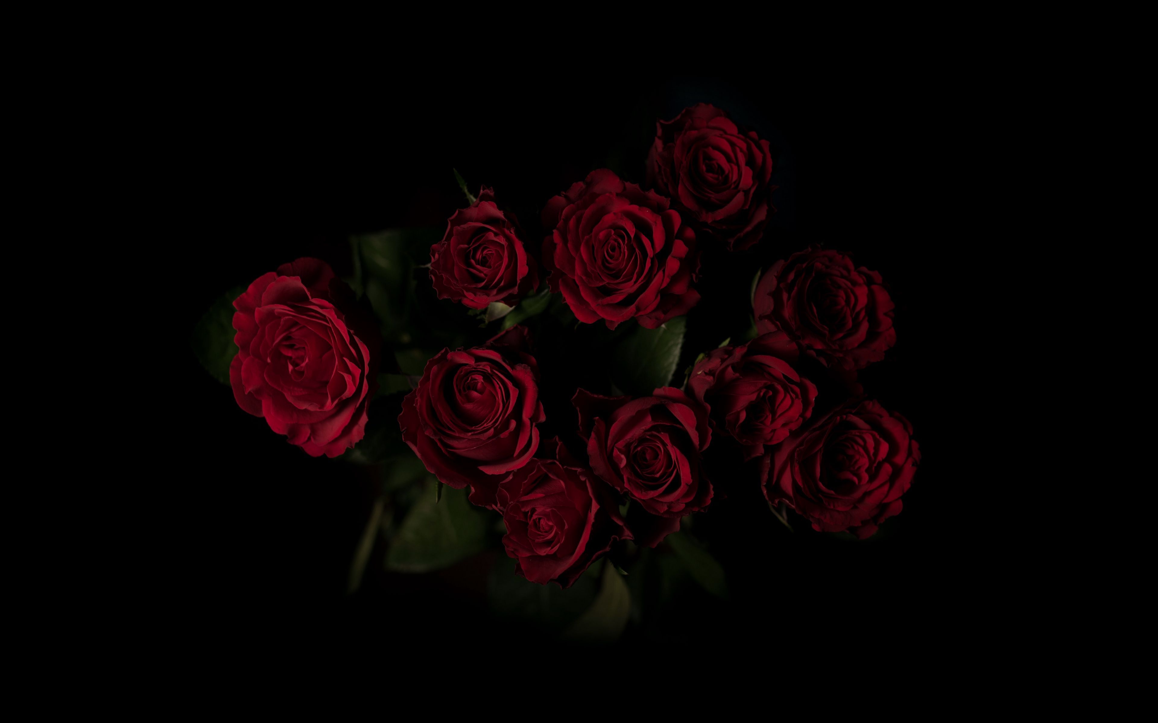 Dark Rose 4k Wallpapers Wallpaper Cave