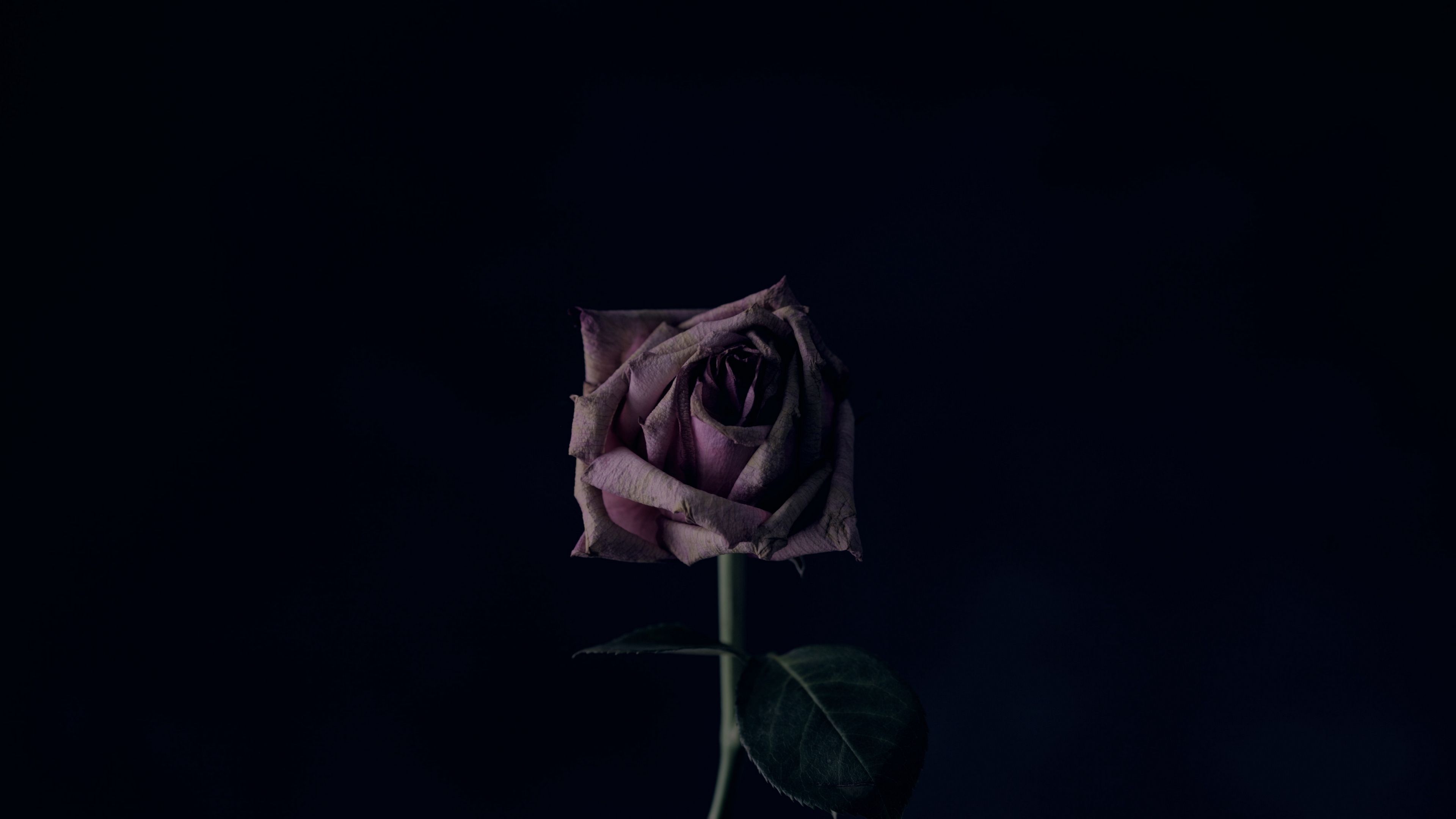 Dark Rose 4k Wallpapers Wallpaper Cave