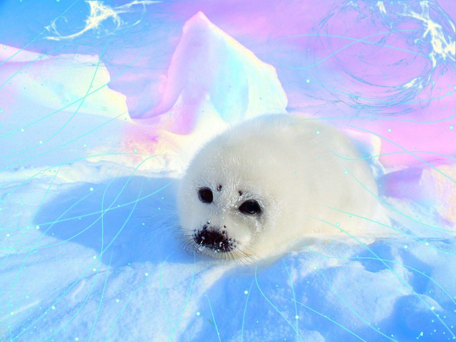 Cute Seal Wallpapers Wallpaper Cave