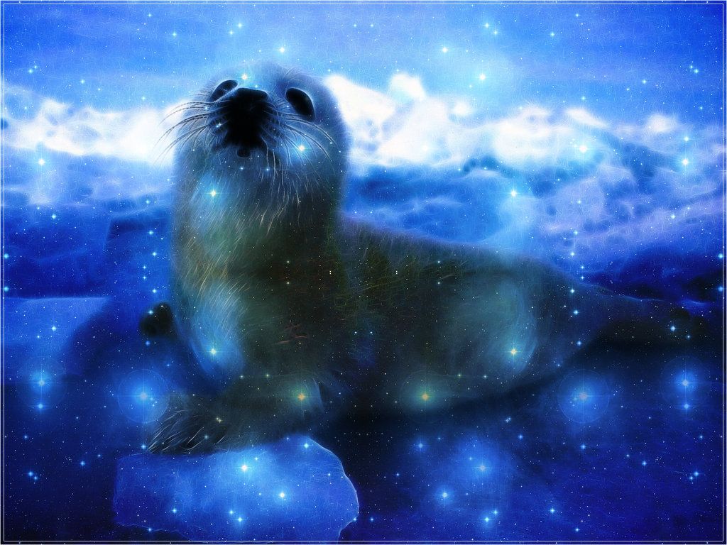 Cute Seal Wallpapers Wallpaper Cave