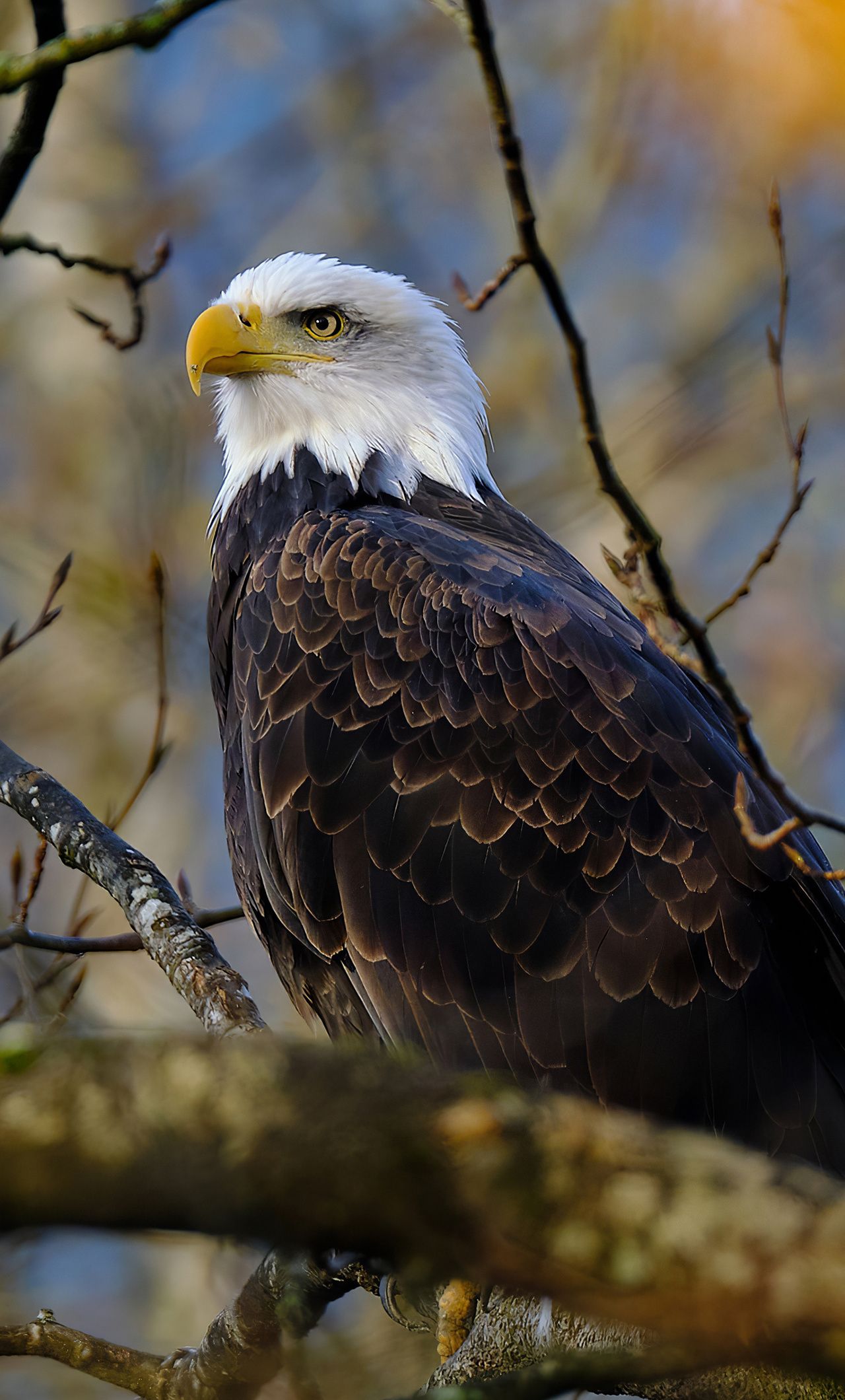 Eagle iPhone 4k Wallpapers Wallpaper Cave