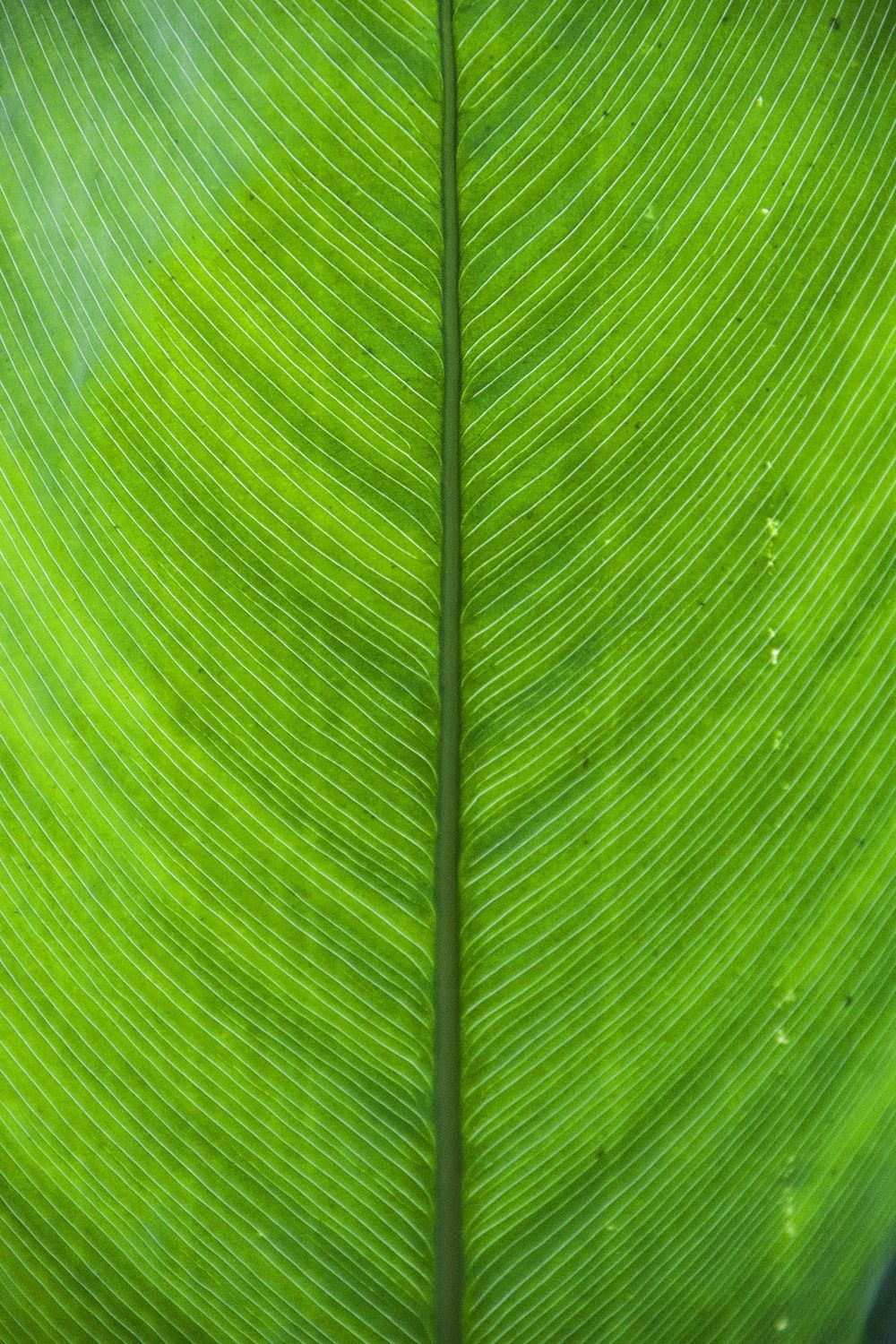Green Wallpaper 4K Phone