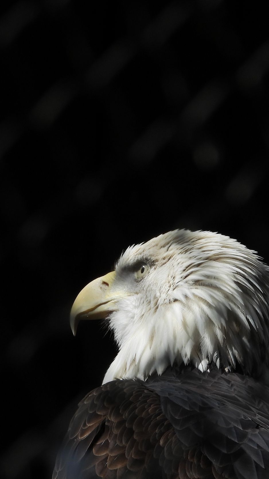 Eagle iPhone 4k Wallpapers Wallpaper Cave