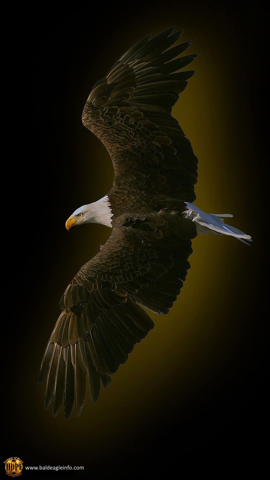 Eagle iPhone 4k Wallpapers Wallpaper Cave