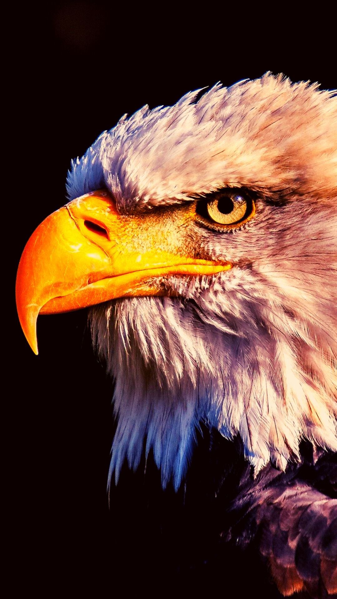 Eagle iPhone 4k Wallpapers Wallpaper Cave