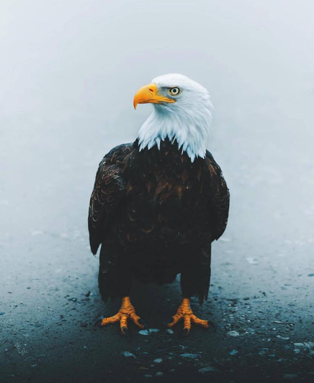 Eagle iPhone 4k Wallpapers Wallpaper Cave