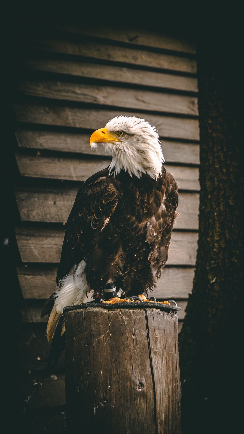 Eagle iPhone 4k Wallpapers Wallpaper Cave