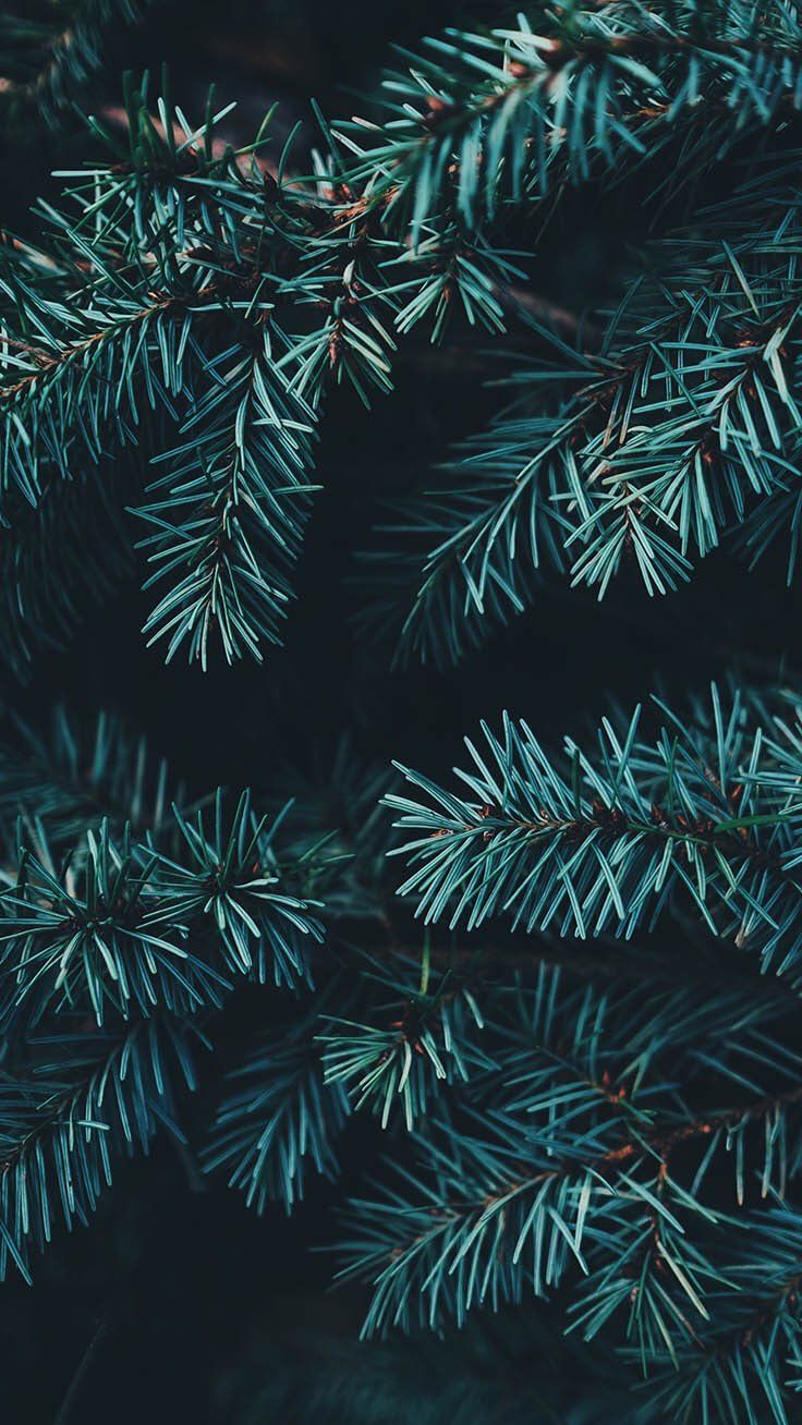 Pine Tree Phone Wallpapers Wallpaper Cave