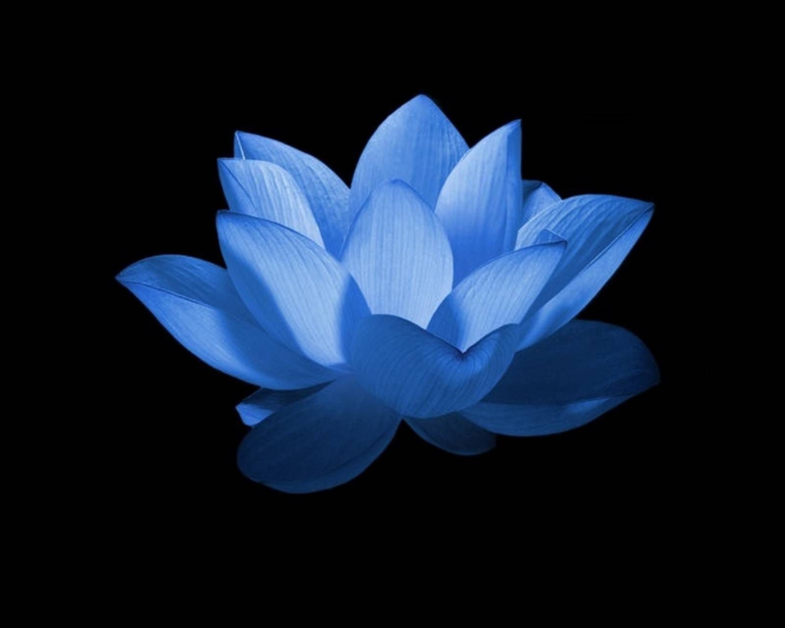 Blue Lotus Wallpapers Wallpaper Cave