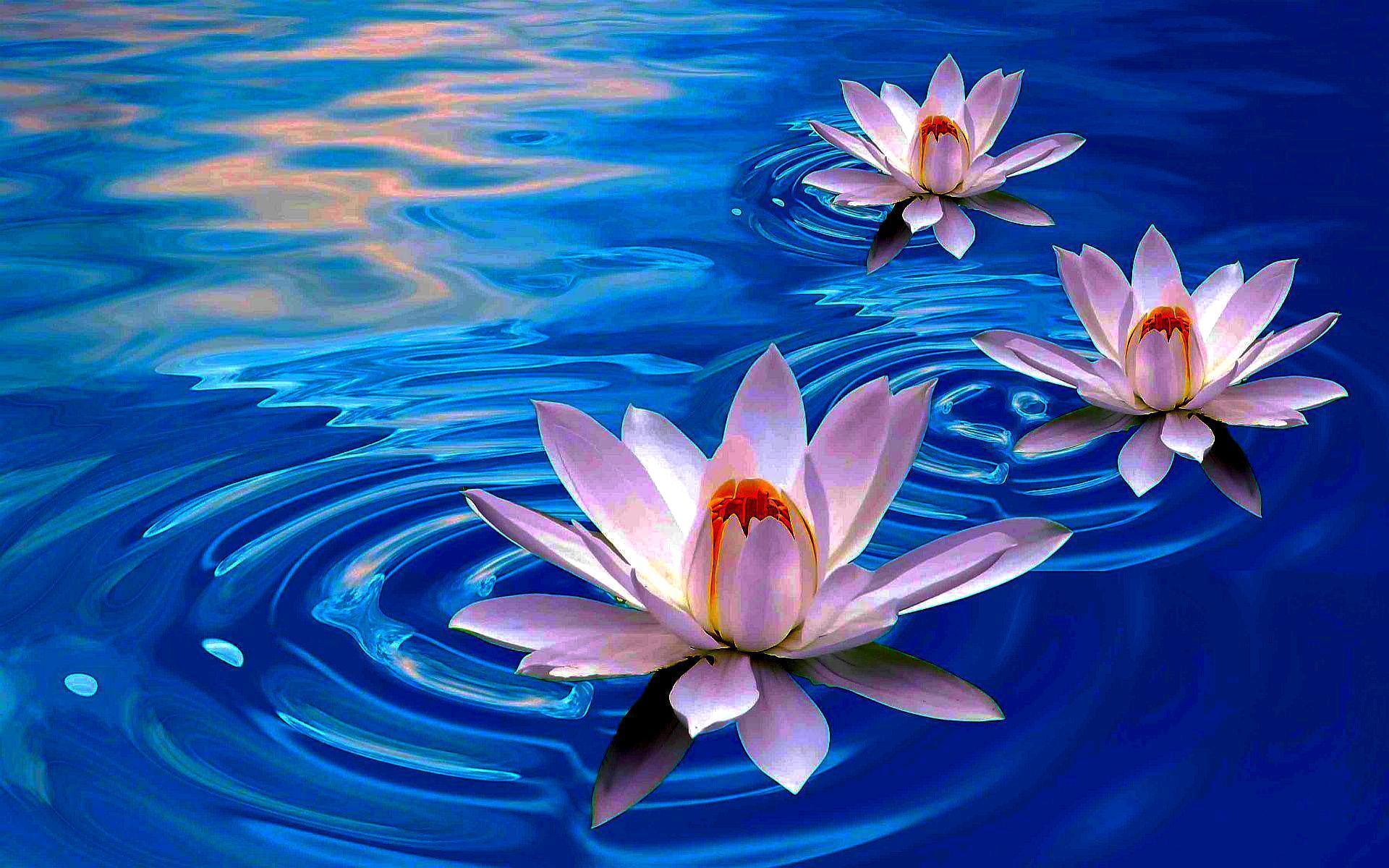 Blue Lotus Wallpapers Wallpaper Cave