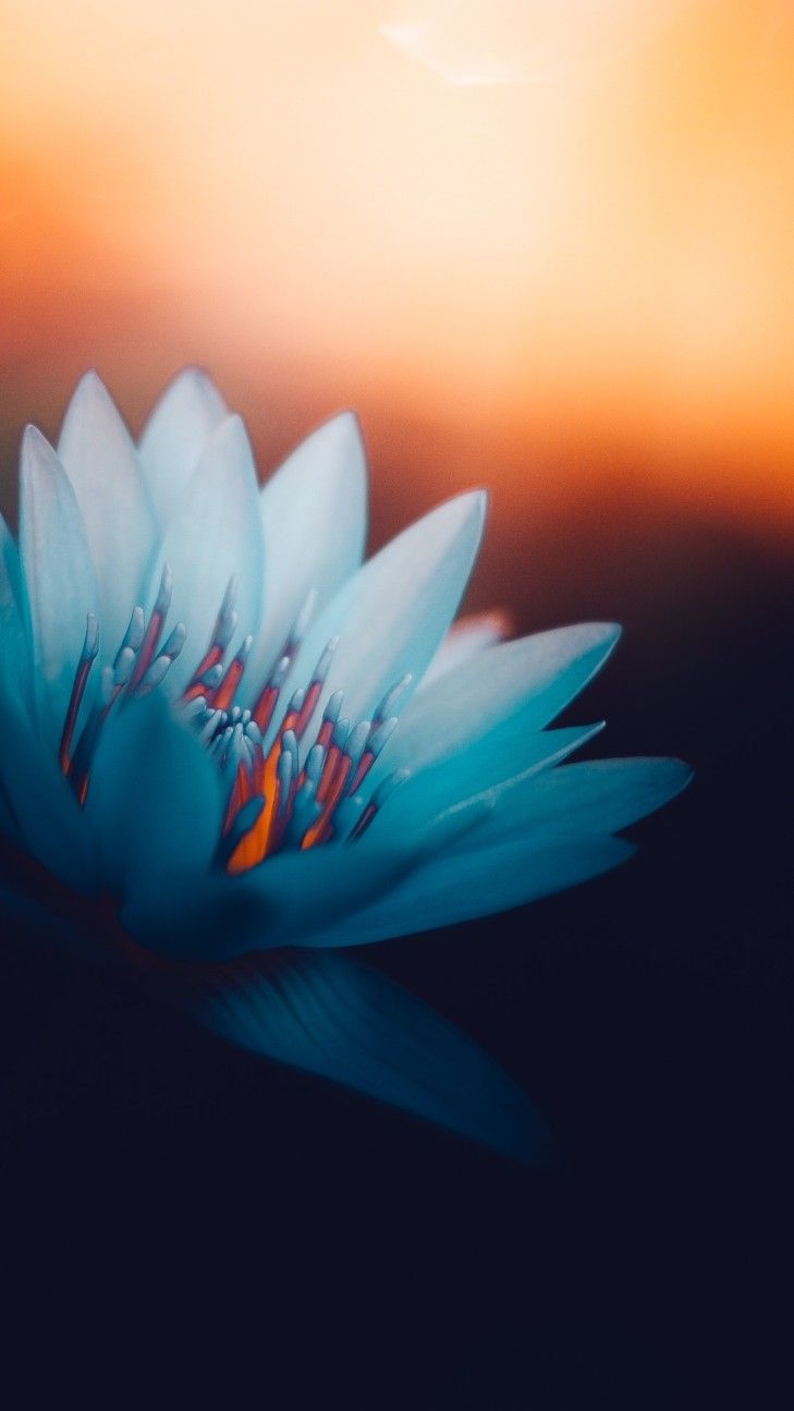 Blue Lotus Wallpapers Wallpaper Cave