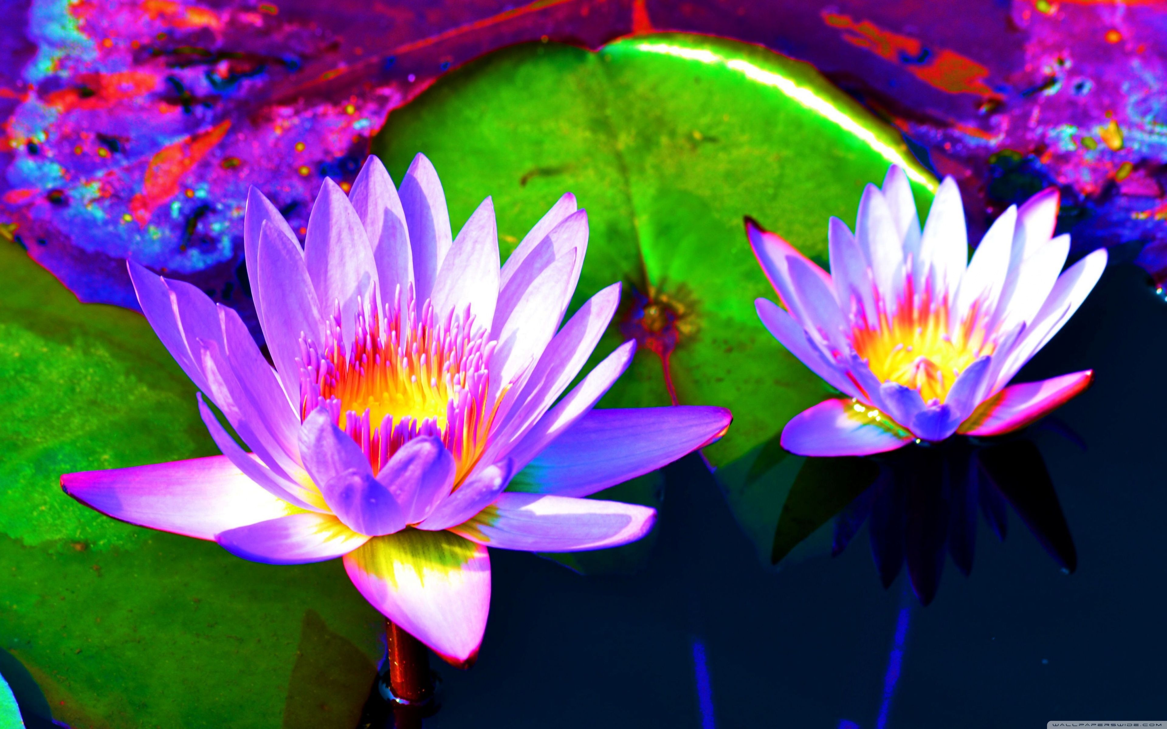 Blue Lotus Wallpapers Wallpaper Cave