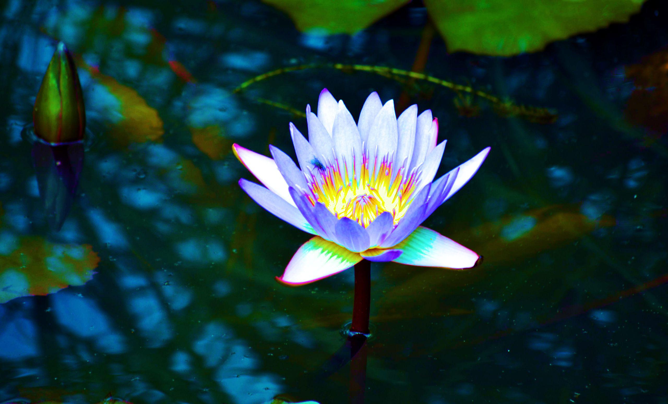 Blue Lotus Wallpapers Wallpaper Cave