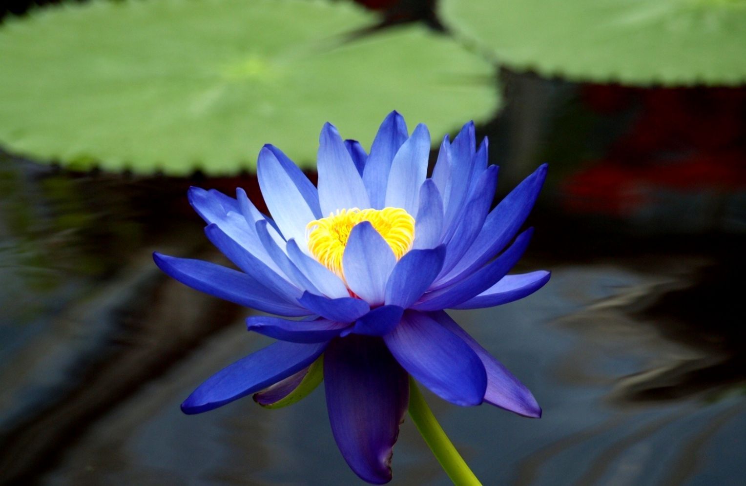 Blue Lotus Wallpapers Wallpaper Cave