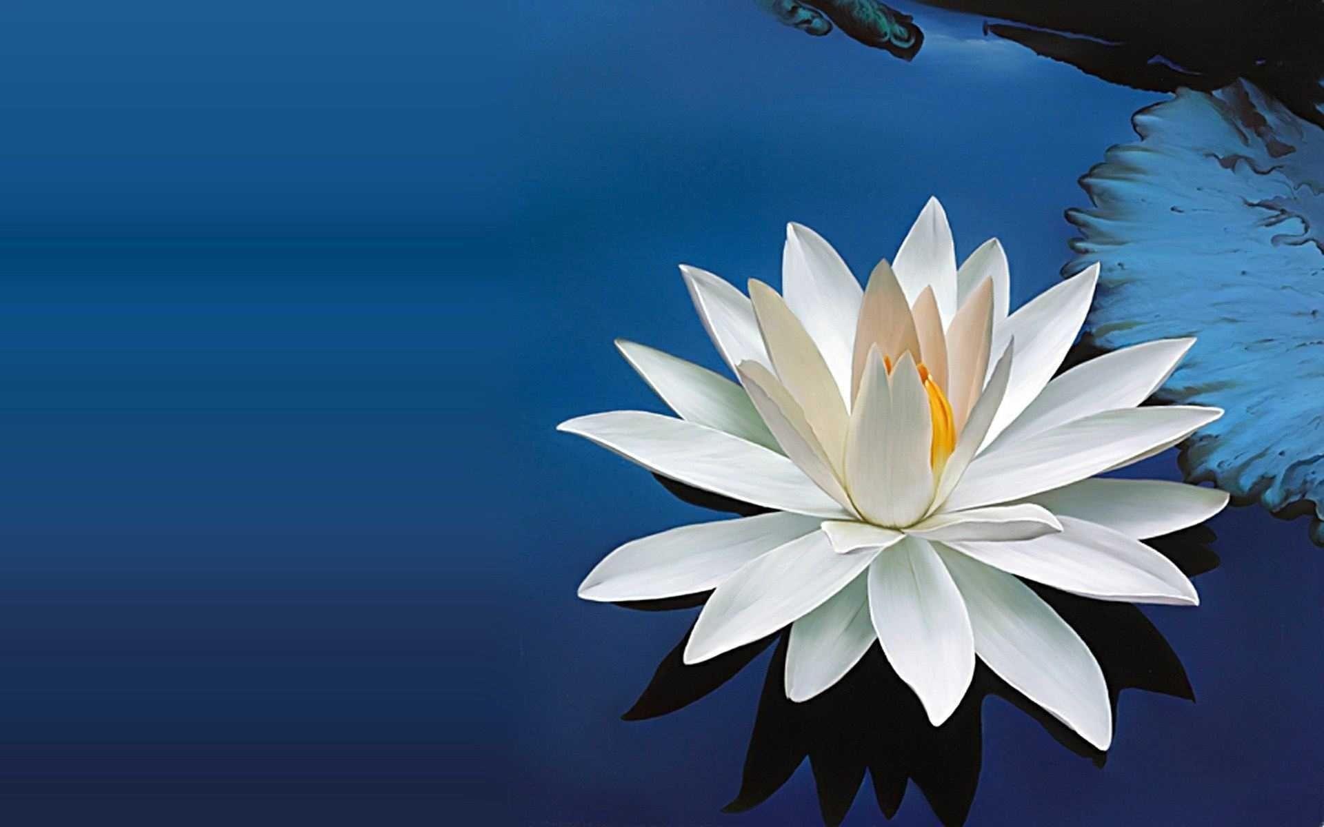 Blue Lotus Wallpaper