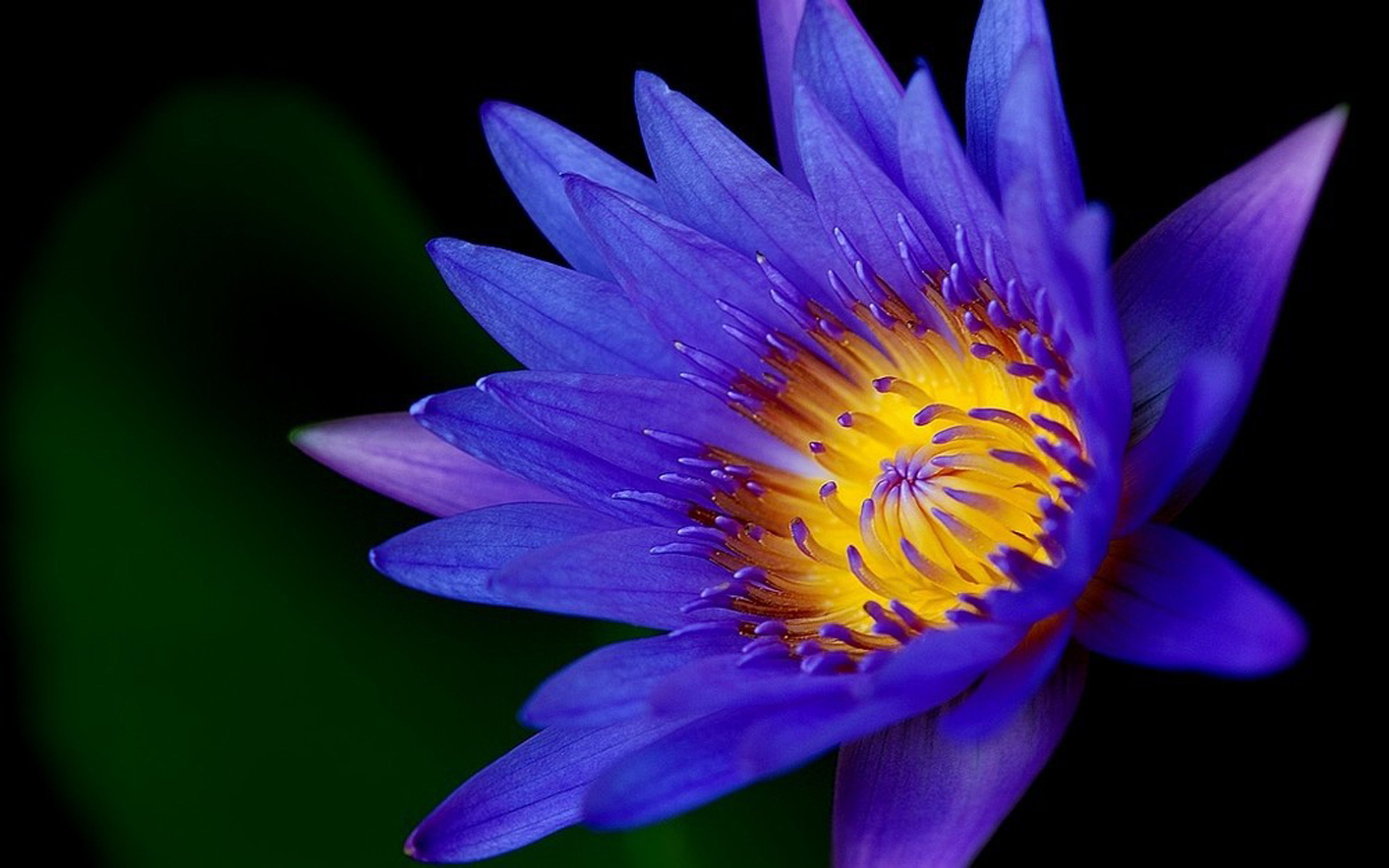 Blue Lotus Wallpapers Wallpaper Cave