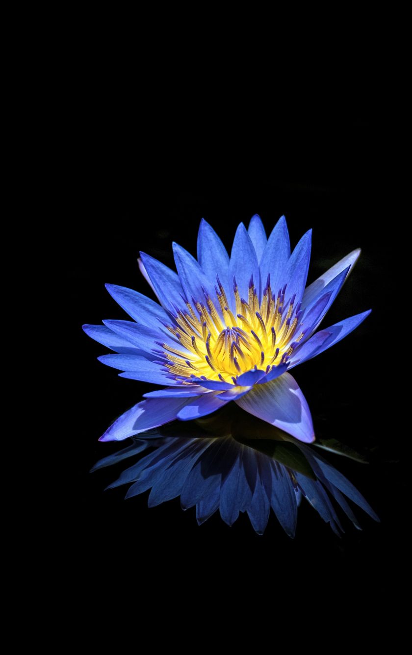 Blue Lotus Wallpapers Wallpaper Cave