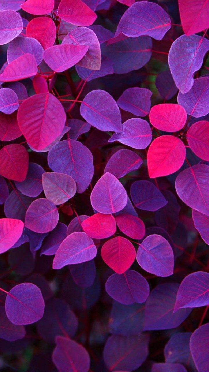 iPhone 12 Purple Wallpapers Wallpaper Cave