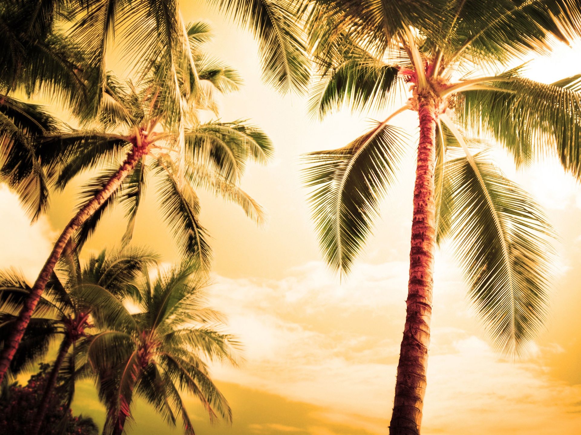 Palm Trees Summer Wallpapers Wallpaper Cave