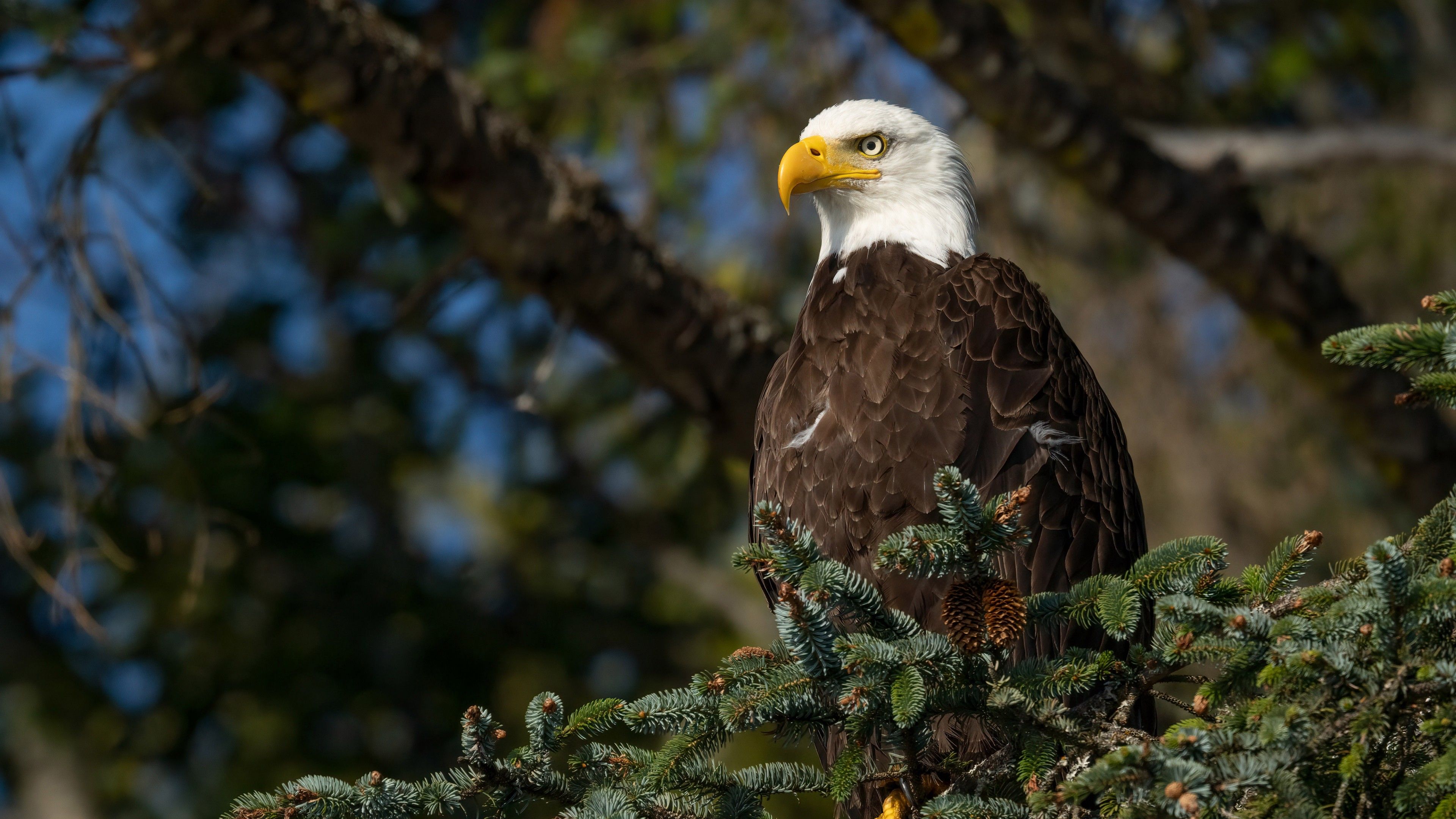 Bald Eagle 4k Wallpapers Wallpaper Cave