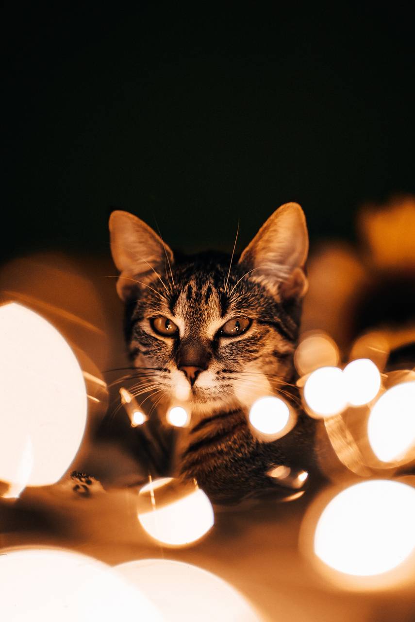 Cat With Lighting Around It Wallpapers Wallpaper Cave