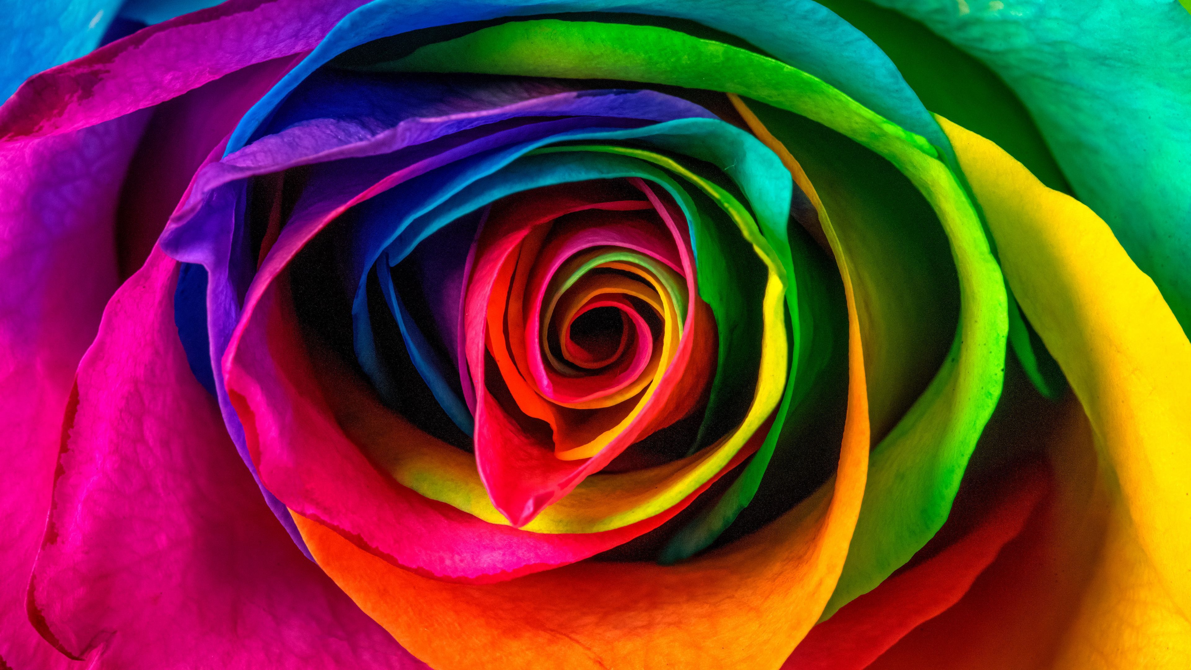 Colorful Flower 4k Wallpapers Wallpaper Cave