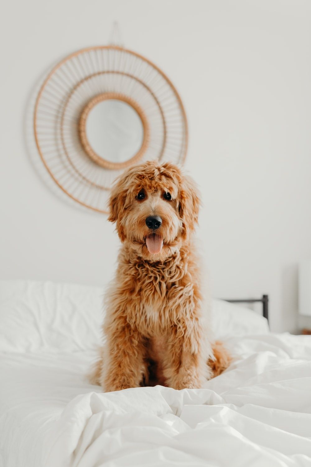 Brown Goldendoodles Wallpapers Wallpaper Cave