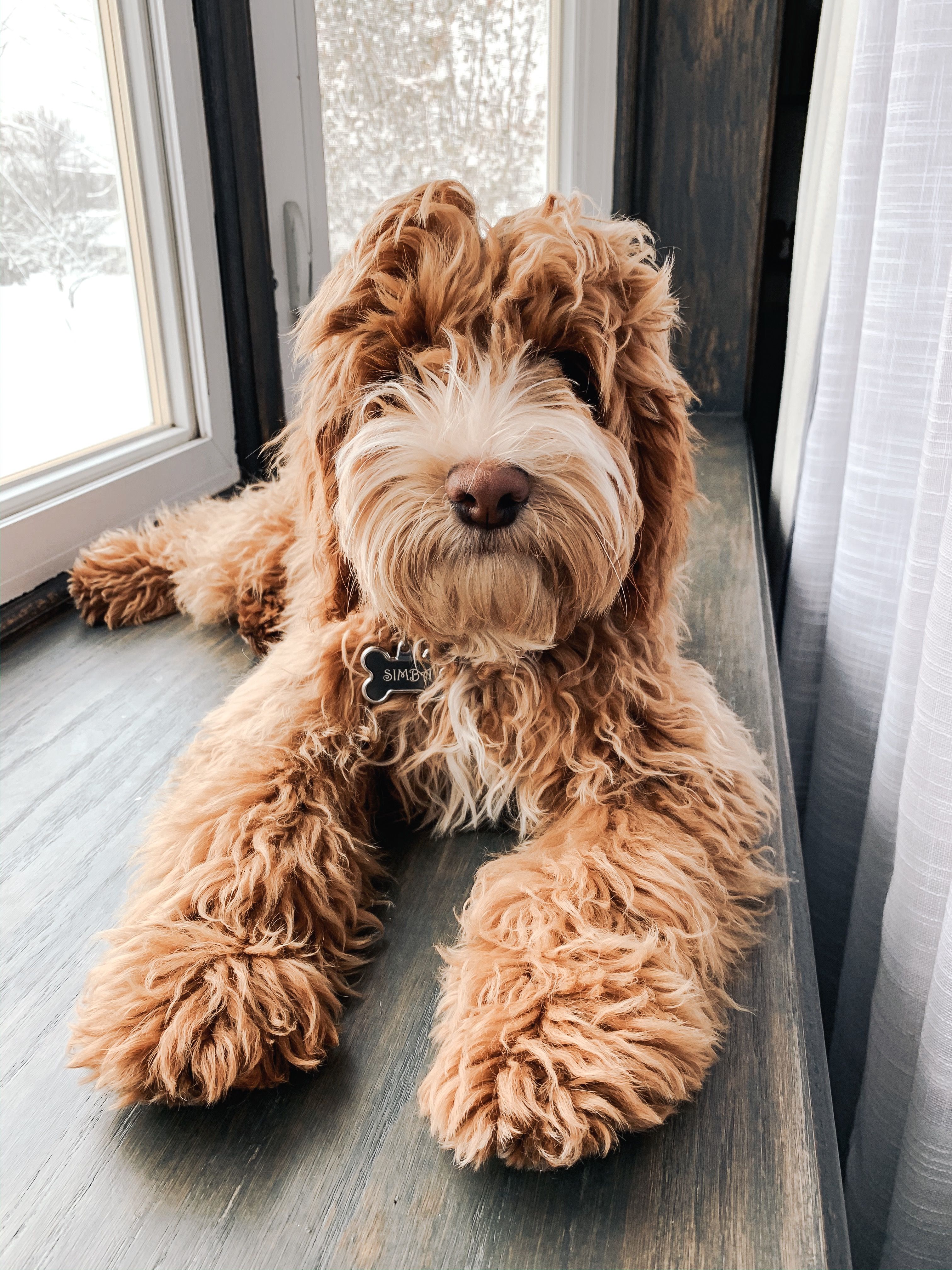 Brown Goldendoodles Wallpapers Wallpaper Cave