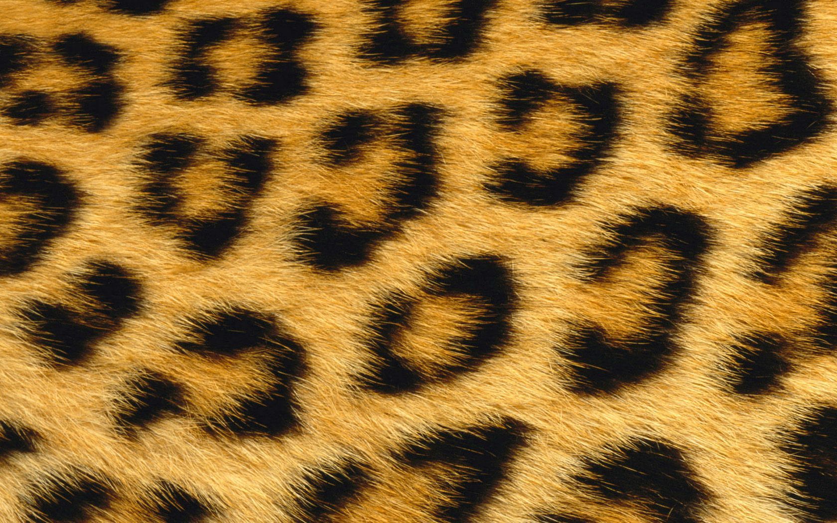 Leopard Skin Wallpapers Wallpaper Cave