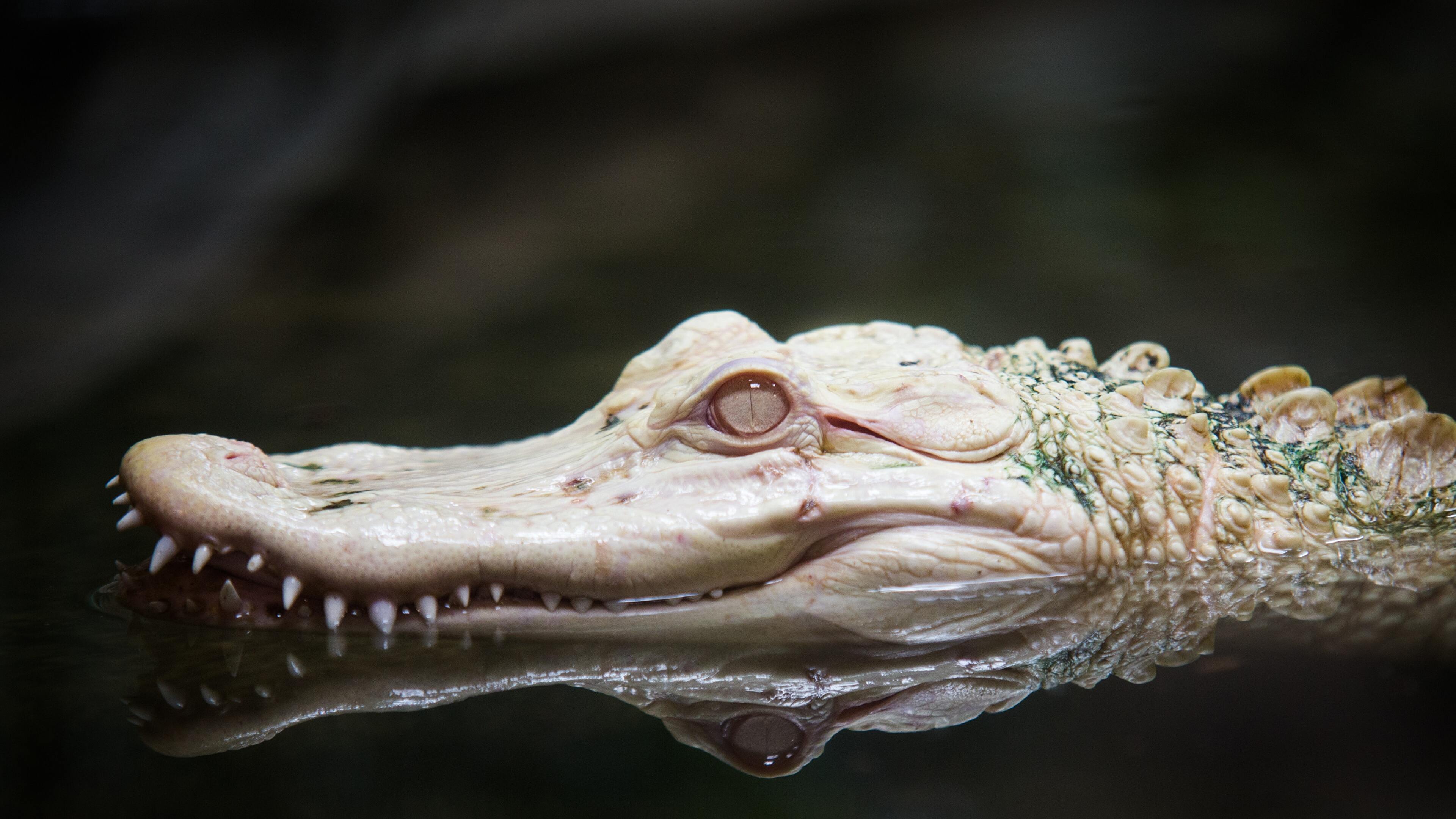 Baby Alligator Wallpapers Wallpaper Cave
