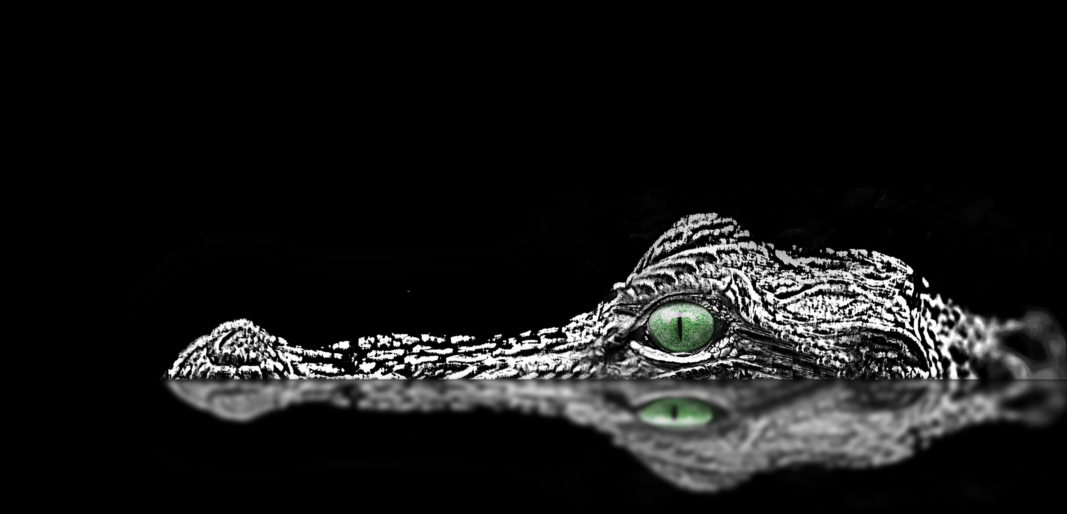 4k Alligator Wallpapers Wallpaper Cave