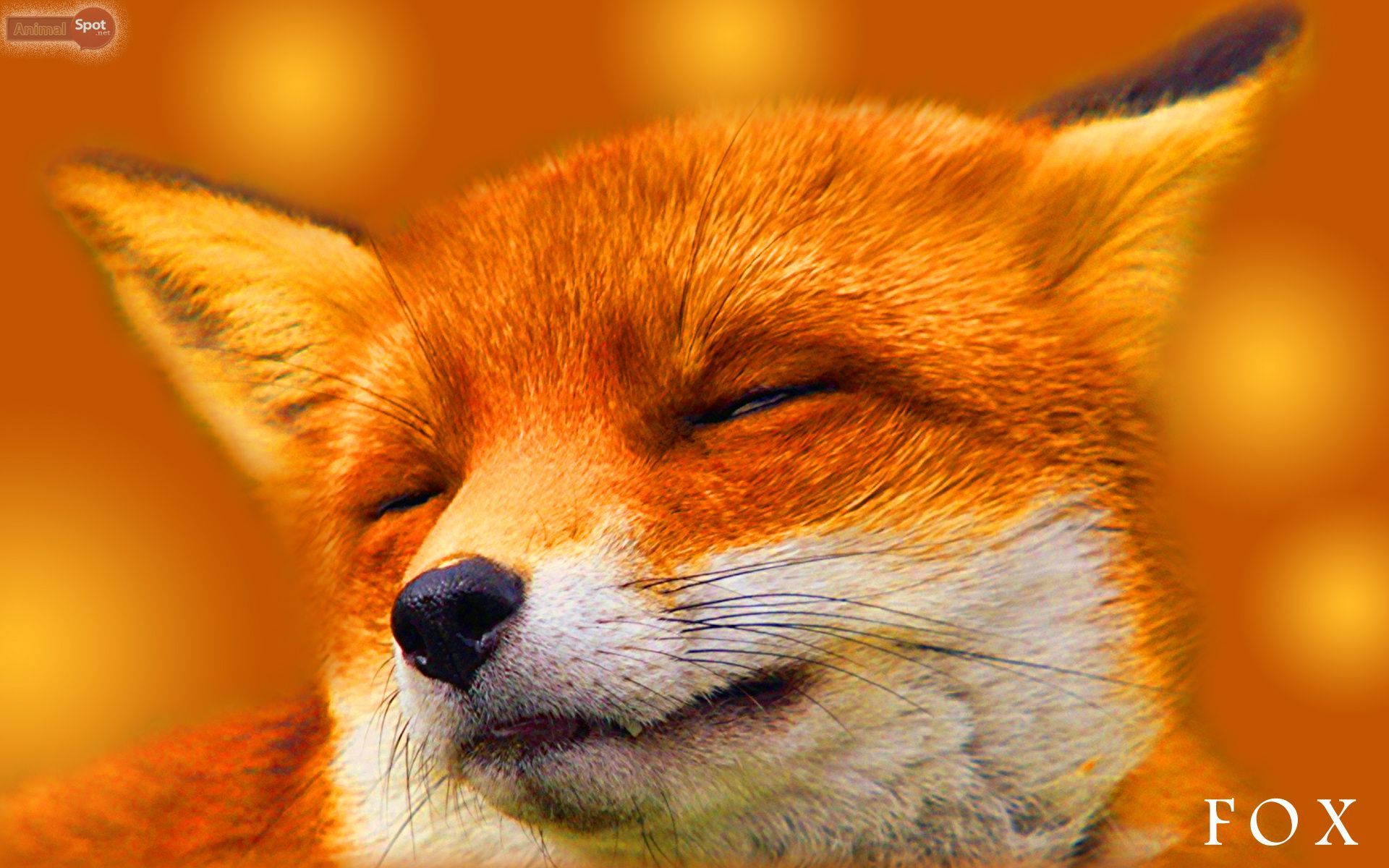 Orange Fox Wallpapers Wallpaper Cave