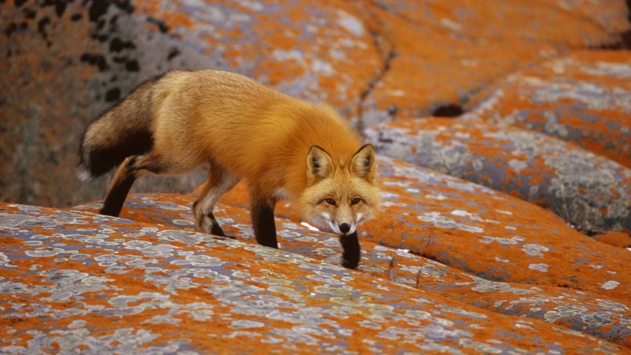 Orange Fox Wallpapers Wallpaper Cave